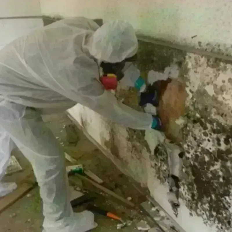 Mold Remediation and Removal in Bertram, TX